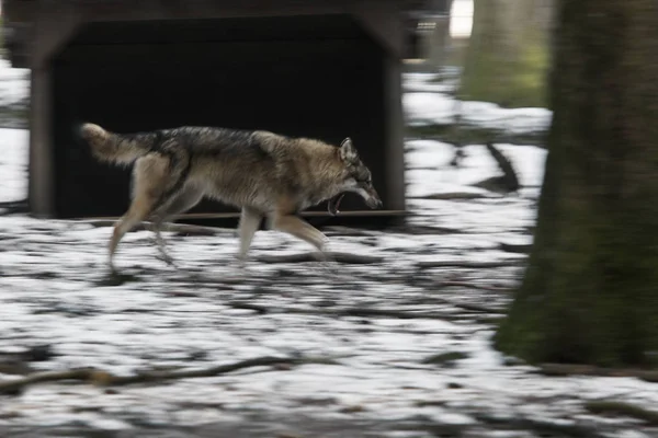 Lobo Correndo Parque Inverno — Fotografia de Stock