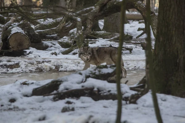 Lobo Correndo Parque Inverno — Fotografia de Stock
