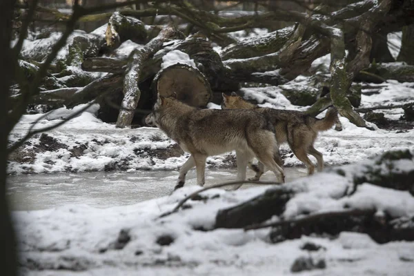 Lobos Parque Inverno — Fotografia de Stock