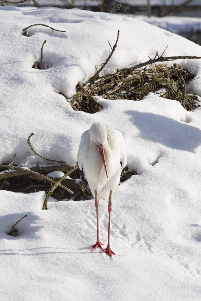 Stork sitting outdoors in wintry forest
