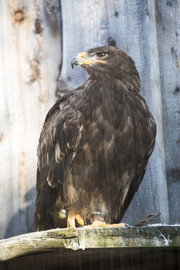 Bir ağaç gövdesinde oturan bozkır kartalı (Aquila nipalensis)