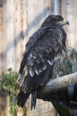 Bir ağaç gövdesinde oturan bozkır kartalı (Aquila nipalensis)