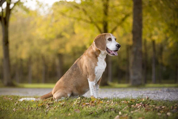 Retrato de um cão beagle — Fotografia de Stock