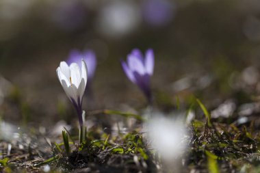 Çayır Iridaceae bloom, dağ panoram