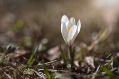 Çayır Iridaceae bloom, dağ panoram