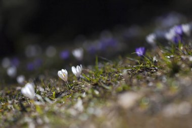 Çayır Iridaceae bloom, dağ panoram