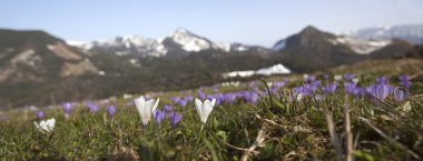 Çayır Iridaceae bloom, dağ panoram