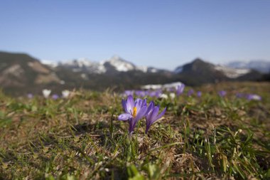 Çayır Iridaceae bloom, dağ panoram