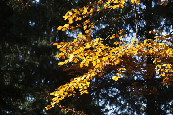 Folhas coloridas no outono — Fotografia de Stock