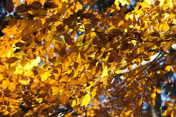 秋のカラフルな森のパノラマ — ストック写真