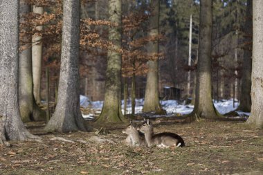 Snowy orman iki genç Karaca