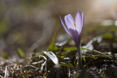 Çayır Iridaceae bloom, dağ panoram