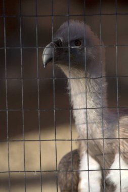Bir çitin arkasında kilitli portresi griffon (Gyps fulvus)