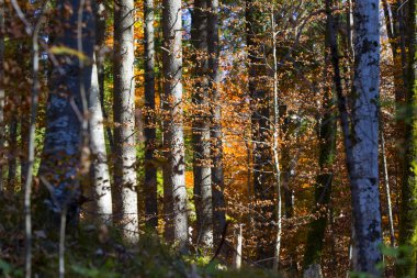 Renkli sonbahar ormanda Panoraması