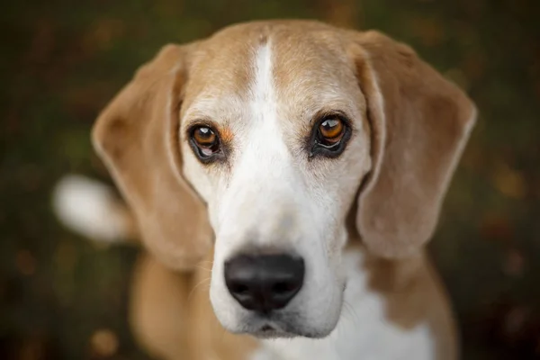 Retrato de um cão beagle — Fotografia de Stock