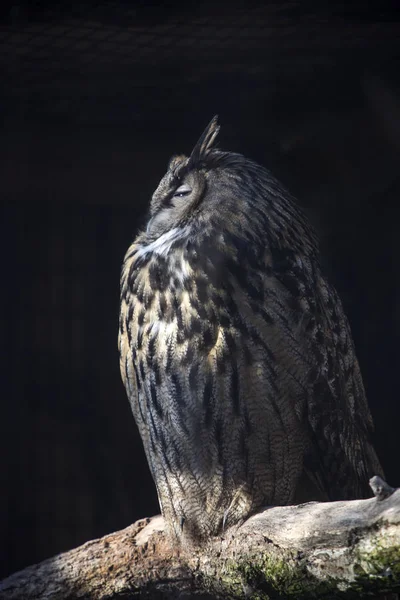 European eagle owl on a tree trunk — Stock Photo, Image