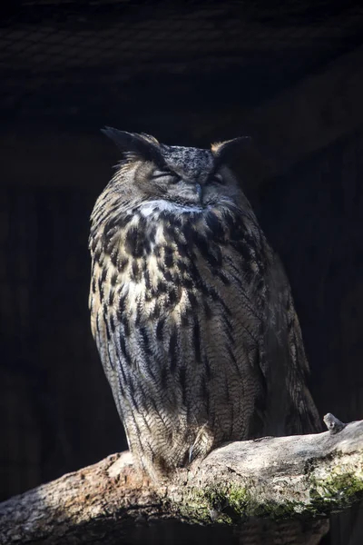 European eagle owl on a tree trunk — Stock Photo, Image