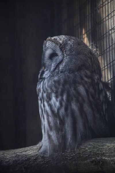 Great Gray Owl on a tree trunk — Stock Photo, Image