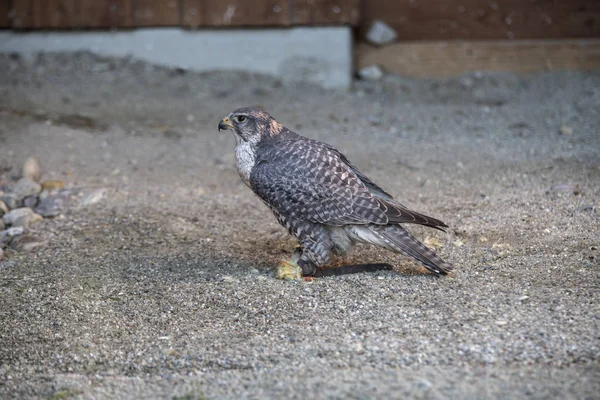 Peregrine falcon kumlu yeraltı — Stok fotoğraf