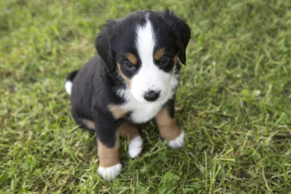 Swiss Appenzeller dog puppy sitting in the garden — Stock Photo, Image