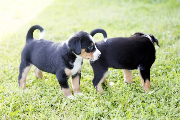 Швейцарские щенки Аппенцеллера сидят в саду — стоковое фото