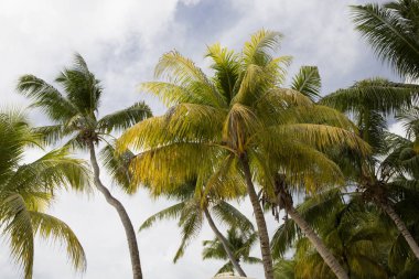 Palmiye ağaçları Praslin Island, Seych tropikal peyzaj Manzaralı