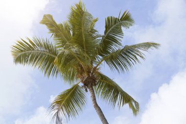 Tropikal palmiye ağacı panorama  
