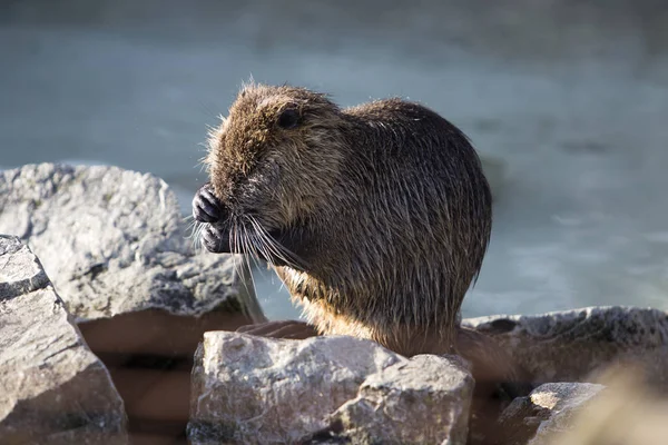 Portret van een nutria 's — Stockfoto