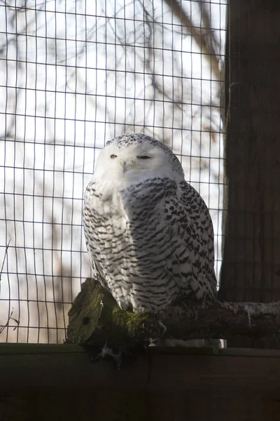 Snow owl sitting on a tree trunk — Stock Photo, Image