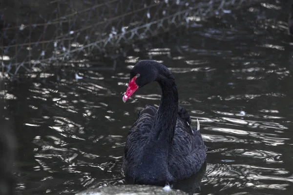 Черный лебедь с красным клювом плавает снаружи — стоковое фото