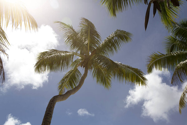 Tropical palm tree panorama  