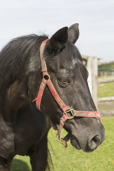 Oude bruine paard op een weide — Stockfoto