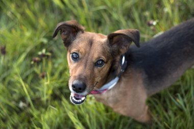 Bir Terrier daksund karışımı portresi