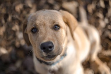 Genç golden retriever yavru 