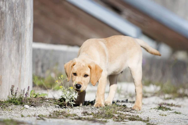 若いゴールデンレトリバー子犬 — ストック写真