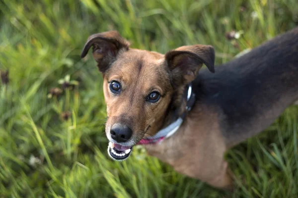 Retrato de un terrier Dachshund Mix —  Fotos de Stock