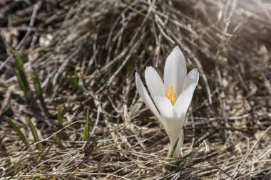 Dışarıda bir çayır üzerinde beyaz Crocus, bahar