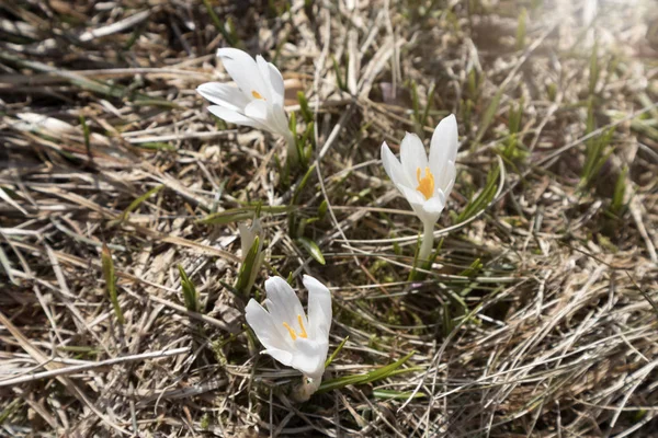 Fehér Crocus a réten kívül, tavasszal — Stock Fotó