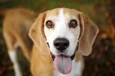 Bir av köpeği portresi.