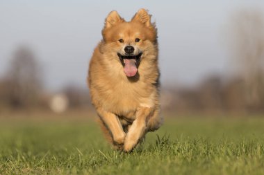 Avrasya köpek ücretsiz çalışır