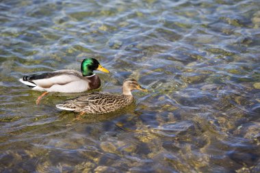 Gölde yüzen Bir çift Mallard Ducks