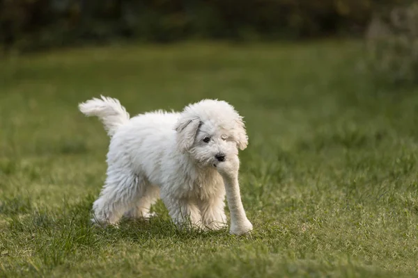 Bahçede oynarken beyaz fino yavrusu köpek — Stok fotoğraf