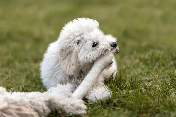 Cucciolo bianco che gioca in giardino — Foto Stock