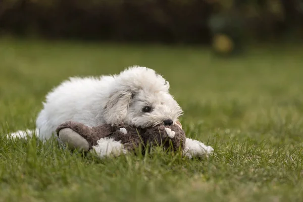 Cachorro Poodle branco brincando no jardim — Fotografia de Stock