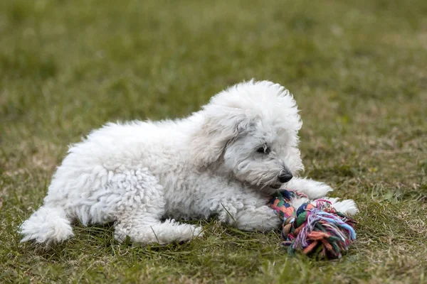 Portret van een witte poedel puppy — Stockfoto