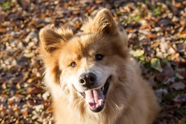 Eurasischer Hund — Stockfoto