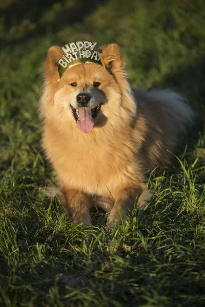 Joven euroasiático macho perro con feliz cumpleaños pelo maduro —  Fotos de Stock