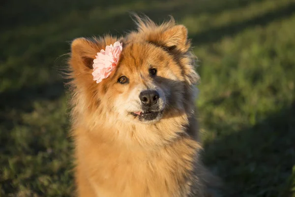 Retrato de un joven perro euroasiático con flor —  Fotos de Stock