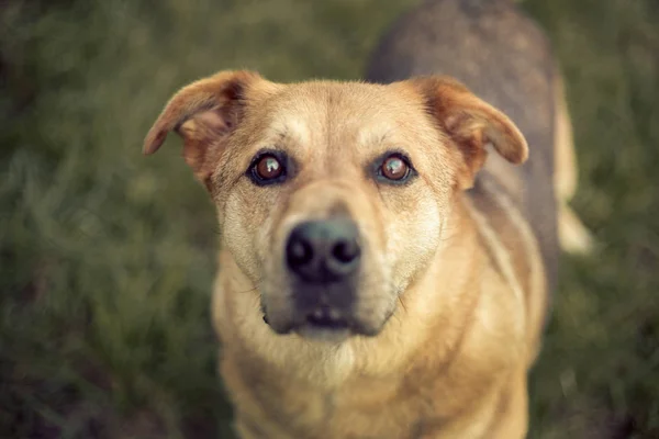 Deutscher Schäferhund Husky Mix — Stockfoto