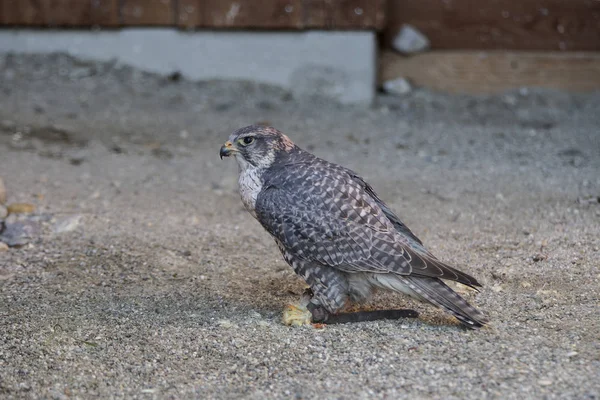 Peregrine falcon in sandy underground — Stock Photo, Image